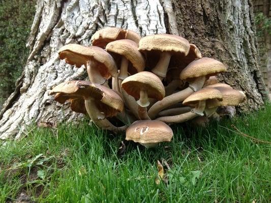 Armillaria mellea indicators.  Honey colored mushrooms are not always present.  Something is seriously wrong.  Why?