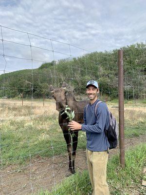 Feeding another moose.