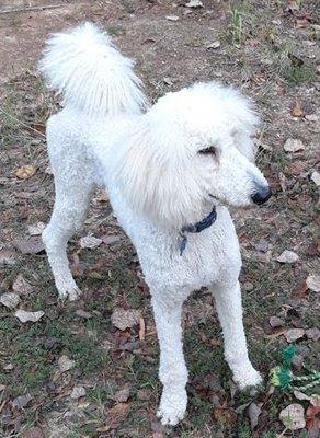 My playful and intelligent Standard Poodle