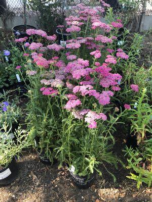 New Rose Pink Yarrow