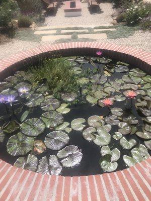 We have a simple design, with water lilies and a couple goldfish from Santa Barbara Koi