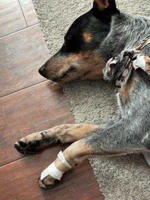 I had to bandage my puppy's paw after I picked him up from Golden Paws