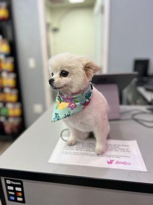 Pomeranian and her new hair cut