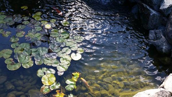 Outdoor koi pond.