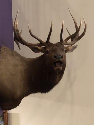 Elk