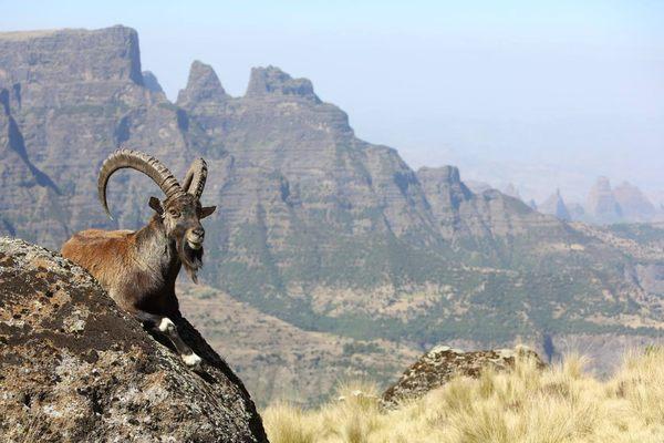 Walia Ibex Ethiopia Tour