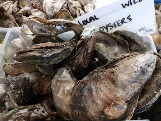 Local oysters