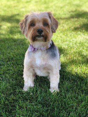 After - Posing Yorkie