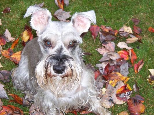 Graci and the leaves...