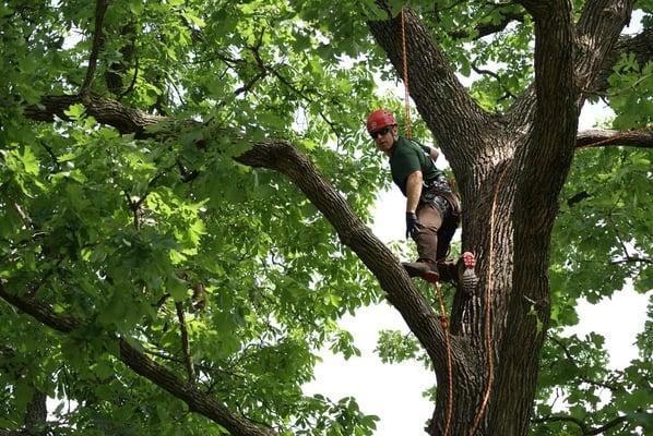 Tree Climbing & Pruning WITHOUT the use of spikes - very important!