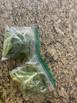 The bags of fresh lettuce they sent us home with!