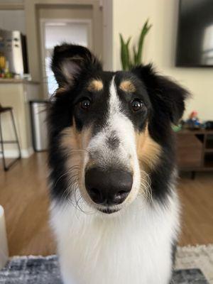 Our pup, freshly groomed!