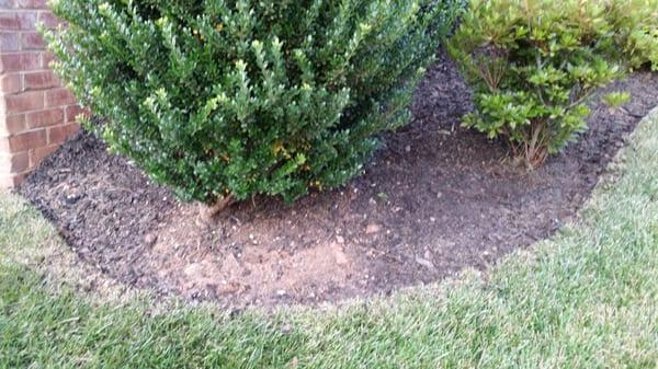 Within weeks of mulching - every mulch bed/tree was mud again because they blew it away after mowing.  All the mulch is in the grass.