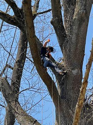 Deadwood if this giant tulip tree