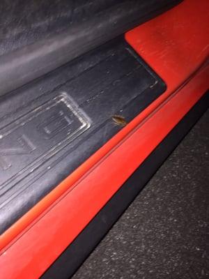 Cockroaches in our EZ rent a car from Orlando, FL rented 11/20/15.