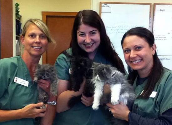 Team members Penny, Ester, and Tiffany, CVT are thrilled to welcome three new kittens to our extended family.