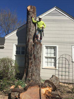 Certified arborist and professional tree climber Chris Hutchinson after removing a hazardous pecan located in West University Place, TX.