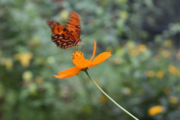 Butterfly Garden