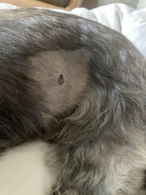 Open wound on my pet