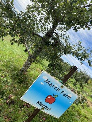 Macoun apples