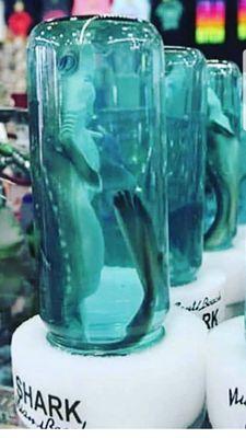 SAVE THE SHARKS...BUT NOT IN JARS, JERKS. Actual pickled dead baby sharks on jars. Sharks are a necessary to our eco-system. #savethesharks