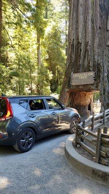 Drive-Thru Tree