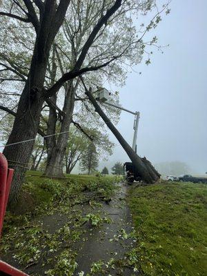 Tree Guys removing an uprooted Maple in Chadds Ford PA