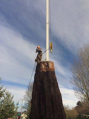 Preparing the chains to lift this massive piece of wood took care. the diameter of the tree at the height is 7'!