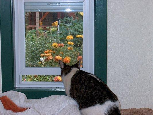 Our screened windows allow for your kitty to get some fresh air and enjoy the scenery of our garden.