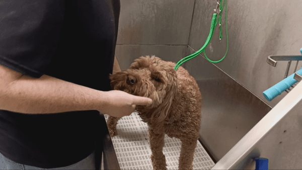 Bathing a Dog at the Dog Spa!