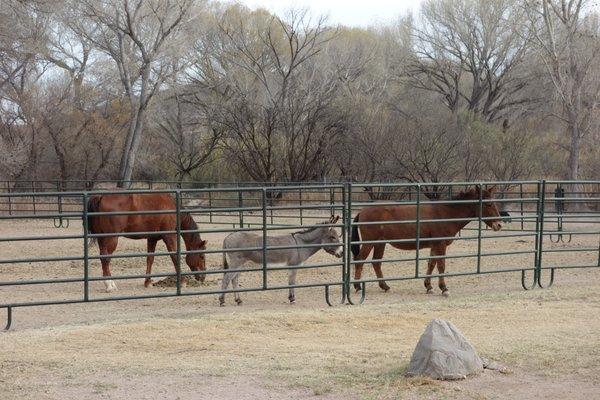 The resident equine contingent.