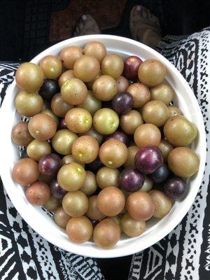 Juicy and delicious muscadine and scuppernongs