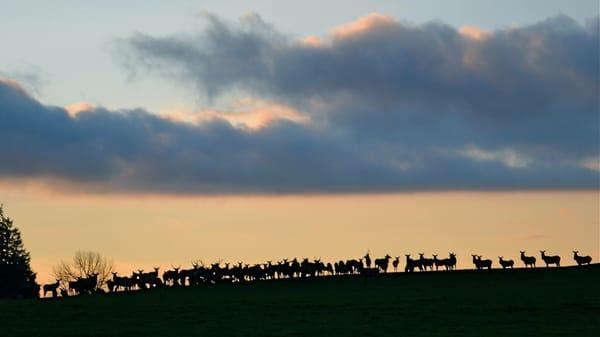 Elk herd near Silver Falls State Park