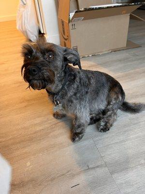 Does this look like a schnauzer hair cut to you? Worth $85