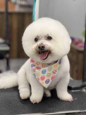 Darlin Doggies Grooming Salon