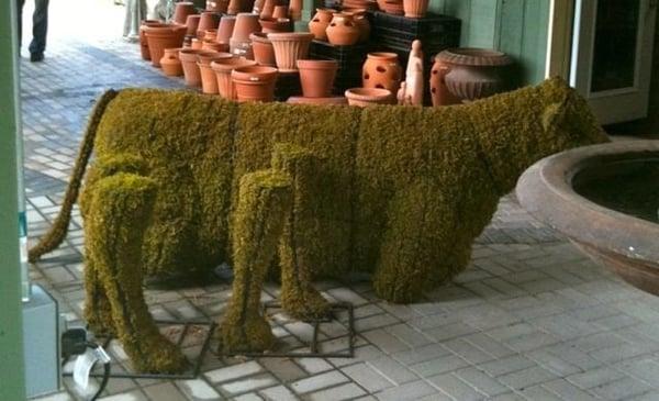 Moss Cow