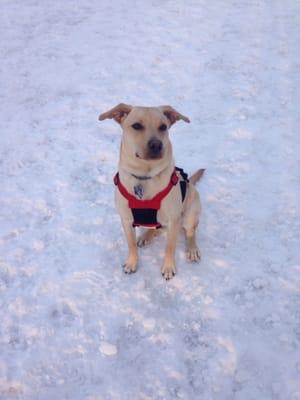 Echo Lake Dog Park