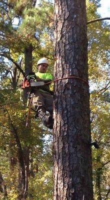 Pine tree removal