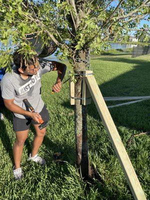 Tree Standing