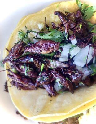 Chapulines Taco