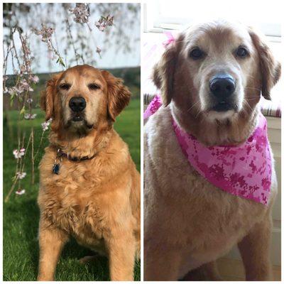 Chloe before and after her summer cut, done by Pat.