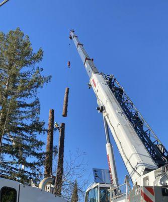 We remove large trees in tight spaces.