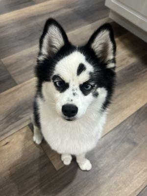 Penny (Pomsky)