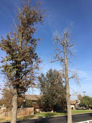 Dead tree on the right.