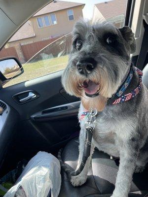 Sifu - 6 year old standard schnauzer haircut