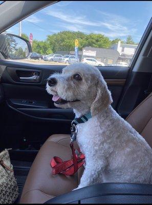 Our boy Teddy right after getting his grooming done at furbabies