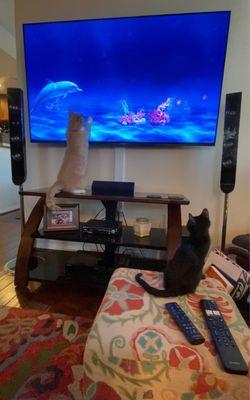 Watching Cat TV together ‍