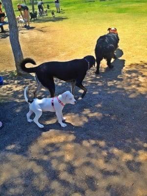 Her first day at this park and she loved it!