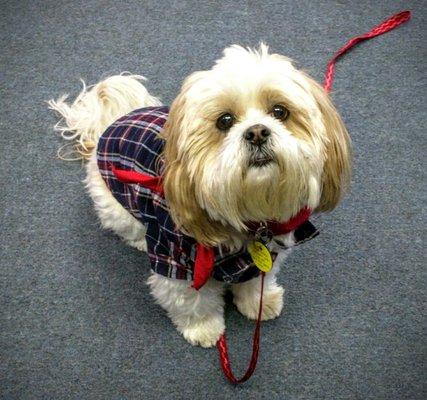 TDI therapy dog at work at a local school!