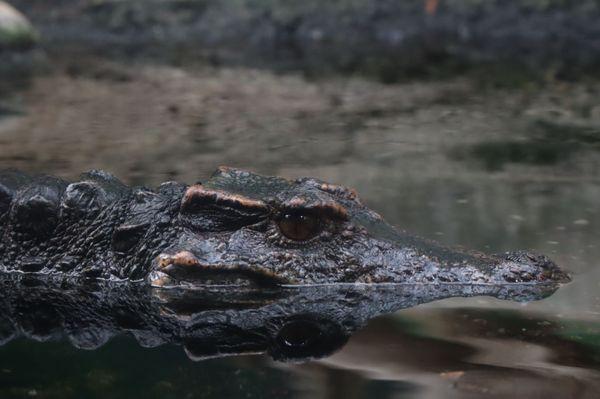 I love visiting the Dwarf Caiman exhibit.